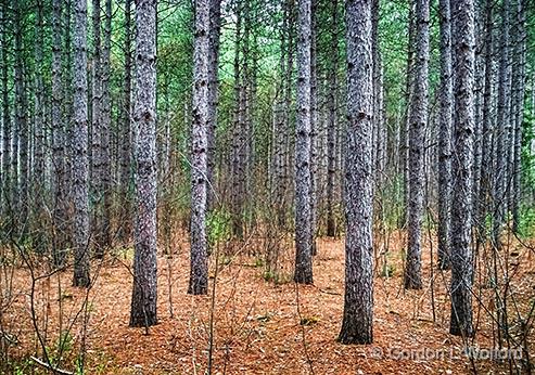 Pine Forest_DSCF04263.jpg - Photographed in the Greenbelt at Ottawa, Ontario, Canada.